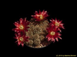 Sulcorebutia tarijensis ssp. carichimayuensis HE220a-3 2054